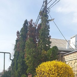 �����, ����, 54 ����