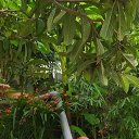  Armen, , 52  -  13  2025