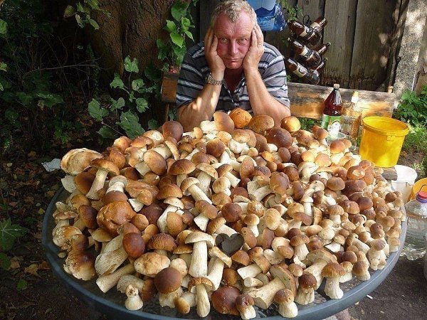 Вот это я понимаю - ГРИБАЛКА! - 2