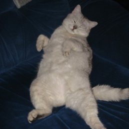 ������, �����-���������, 34 ����