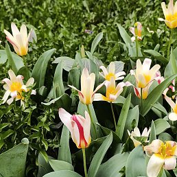 �������, �����-���������, 50 ���