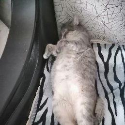 ����, ������, 54 ����