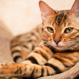 ����, ��������, 32 ����