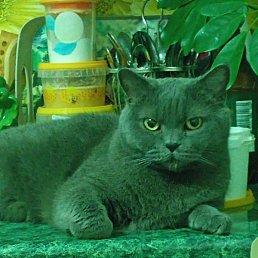 �����, ����-�����������