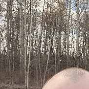 �����, 40 ���, �������-���������