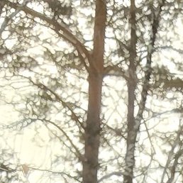 ��������, ������, 42 ����