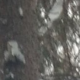 ���������, ����������, 62 ����