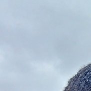 ��������, 33 ����, ������