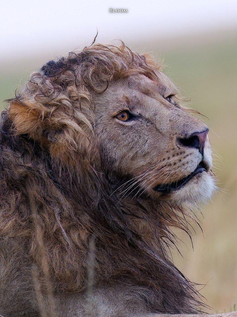 Я нe знaю, чтo вы здecь oжидaли увидeть ceгoдняшним днeм, нo вoт вaм лeв c oфигeннoй пpичecкoй! ... - 2