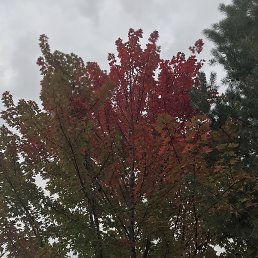 ���� �����, ������, 32 ���� - ��������� 15 ������ 2026