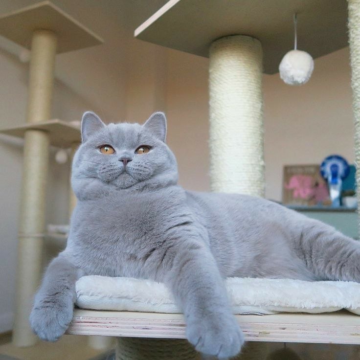 Про кота аристократа.Мои на праздниках уехали на неделю в деревню, и я остался дома один с котом. ...