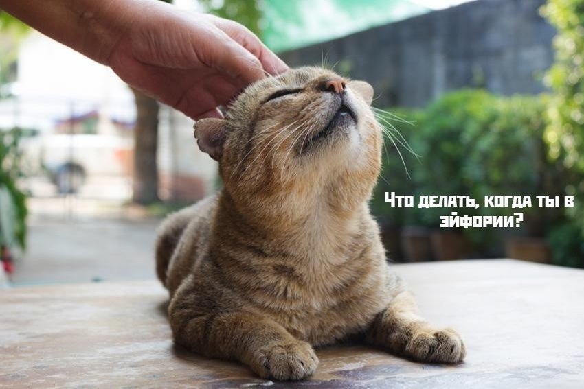 Коты-самое лучшее лекарство - 5