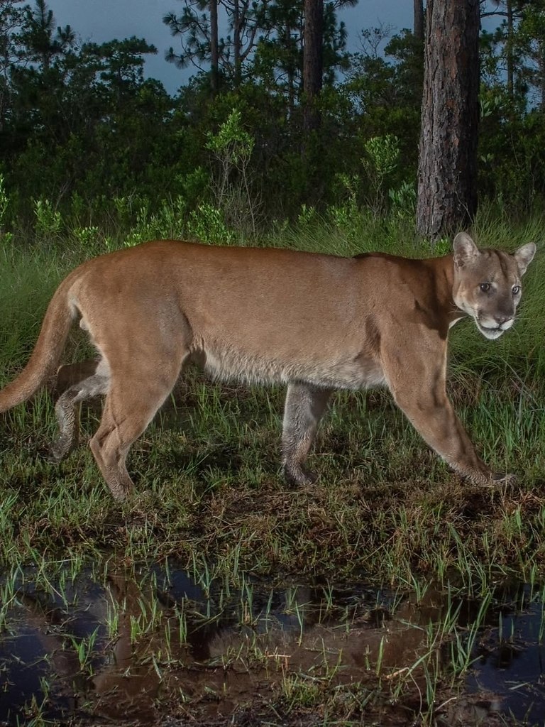    -  .,  ,   .- , ... - 5