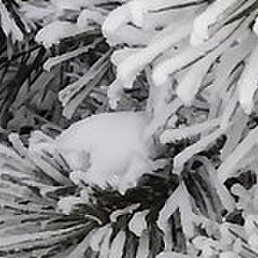 ������, ������, ������, 51 ���