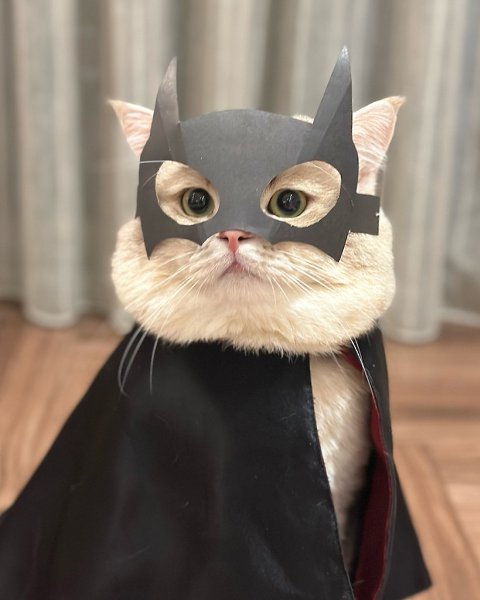 Bat Cat - 4