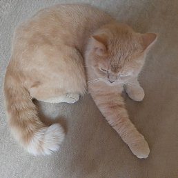 ������� ���