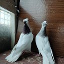 ���� Mas, ������, 45 ��� - ��������� 4 ������ 2023