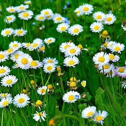 ��������, ������, 45 ���