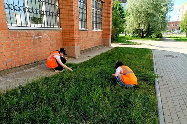 В Ярославской области школьники стригли газон... канцелярскими ножницами.Во время летней школьной ... - 2