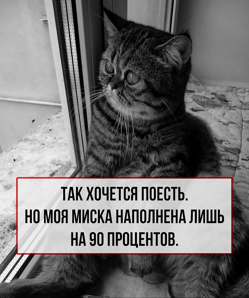 Кошачьи проблемы, которые поймут только их «кожаные» хозяева. - 2