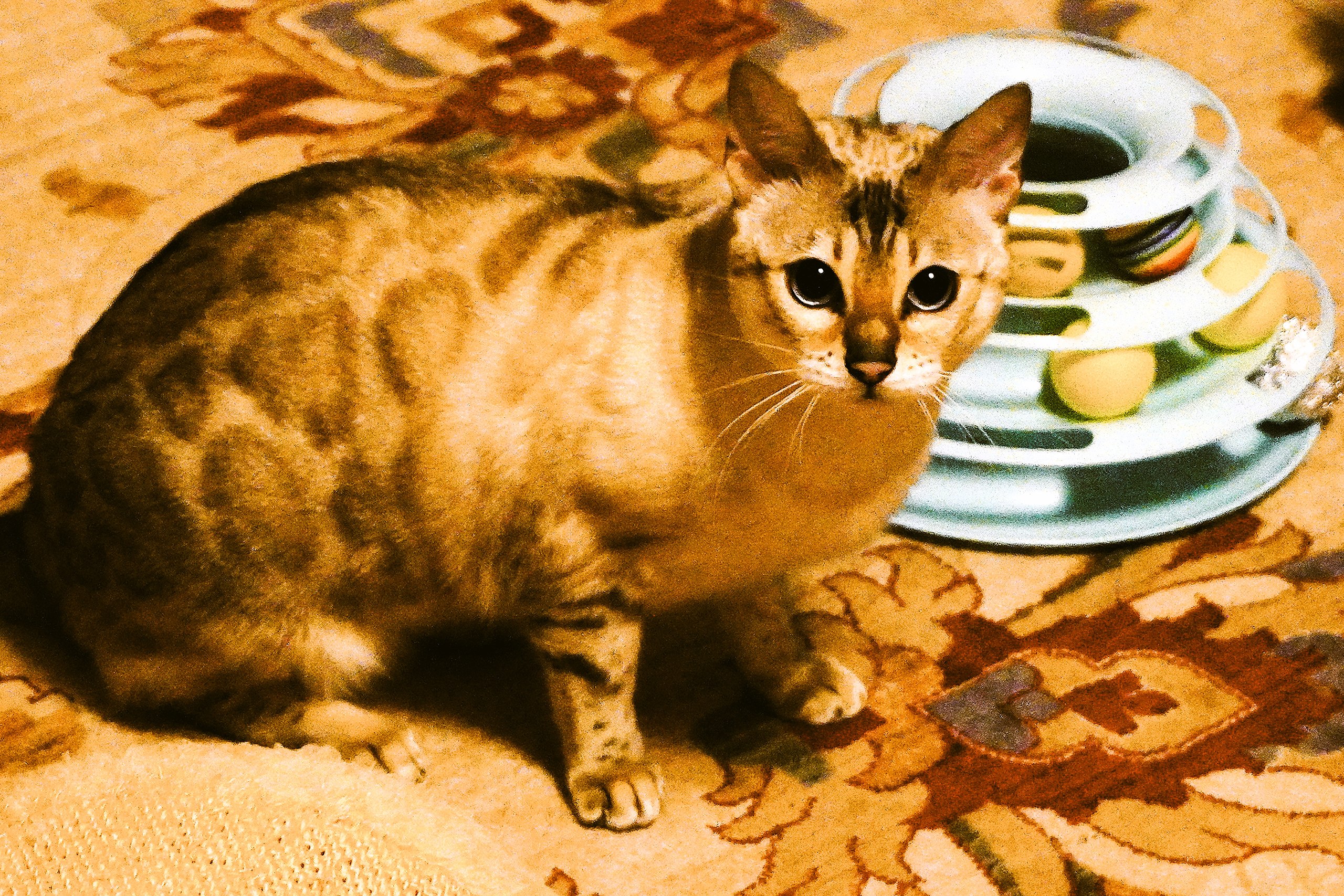 Uegenia Seidel - 6  2025  19:39