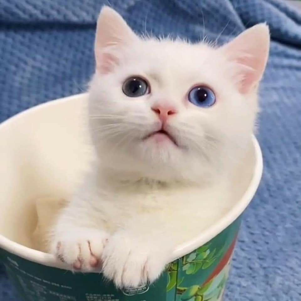 - ,  ? - , . -  ! - 2