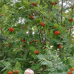 ����, ����������, 61 ���