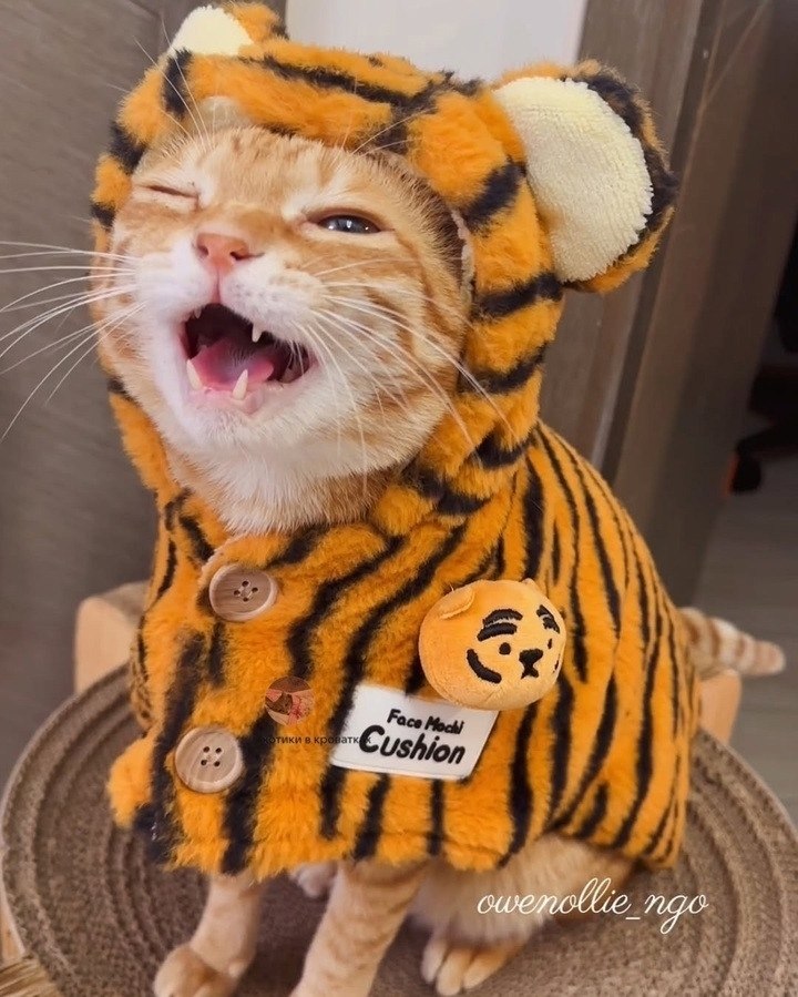— Котик, покажи как тигр делает.-- - 2