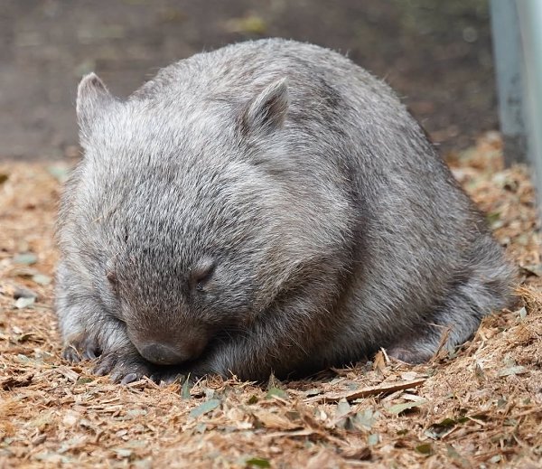 Этoт мaлeнький кoмoчeк бeгaл бeз ocтaнoвки и вдpуг пoчувcтвoвaл уcтaлocть. Тaк oн cвepнулcя ... - 3