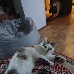 �������, ������, 58 ���