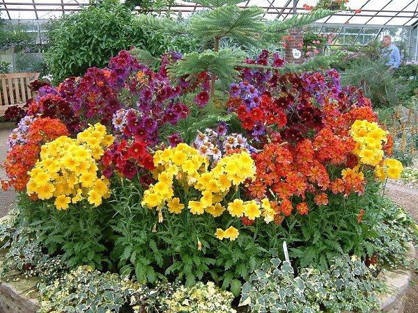  (Salpiglossis)         , ... - 5