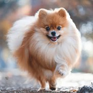 ������, 27 ���, �������