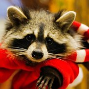 ����, 48 ���, ��������