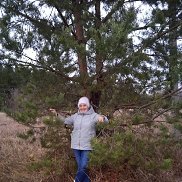 ������, 66 ���, �������