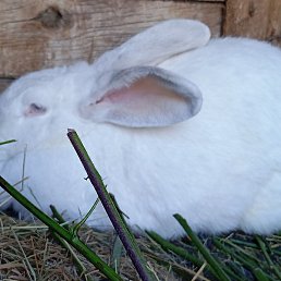 ����, ������, 40 ���