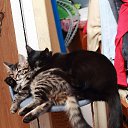 ���� �ocpucm, ������, 48 ��� - ��������� 15 ���� 2025 � ������ ������ ��������