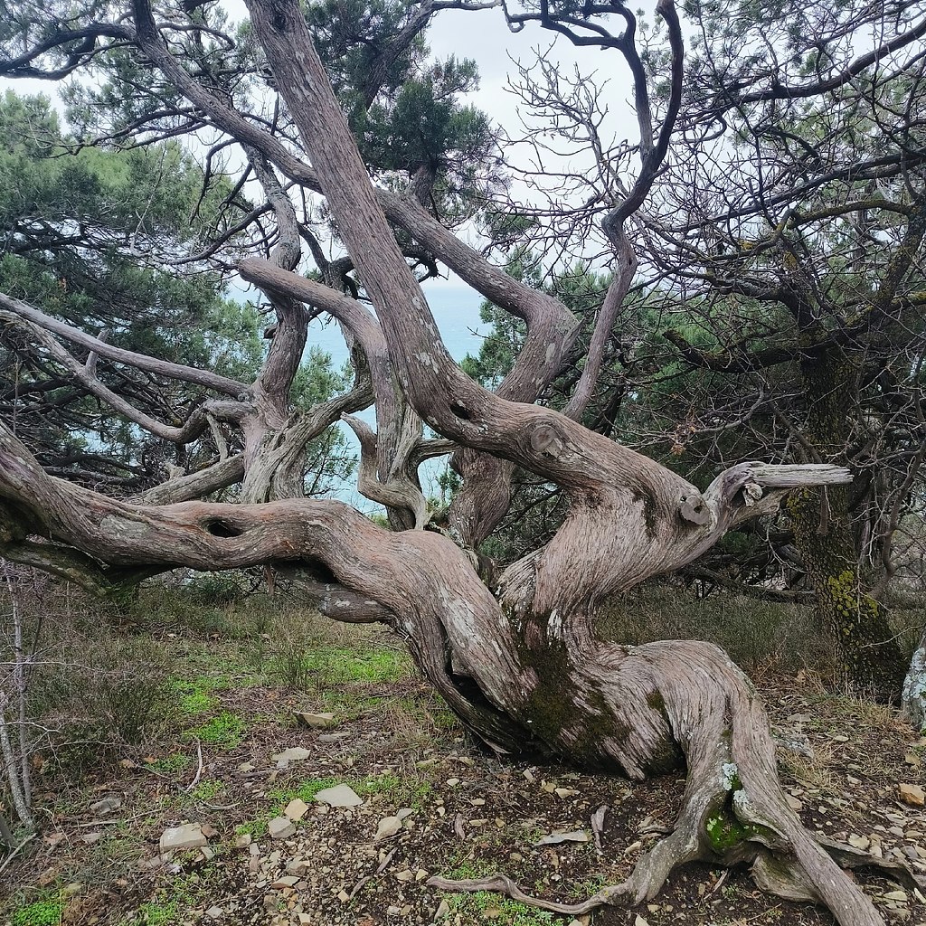 ��a�a. ���ap�. �a�o�e���� 