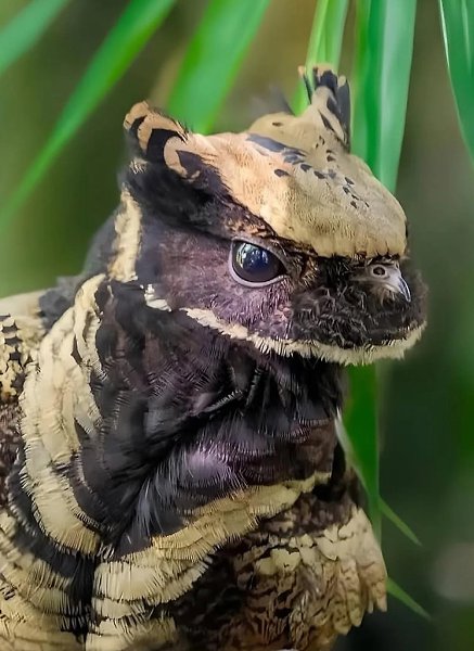 �����, ������� �� ���������� �������. ������� ������� �������, ��� Great Eared Nightjar, ������� � ... - 2