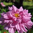  Mary, , 39  -  13  2025