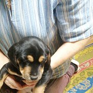 �������, 40 ���, �����