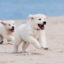 ���� ��������, �����, 54 ���� - ��������� 16 ������ 2024 � ������ ���� ����������