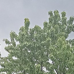 �����, ���������, 42 ����