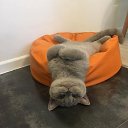   ......), , 50  -  6  2025    