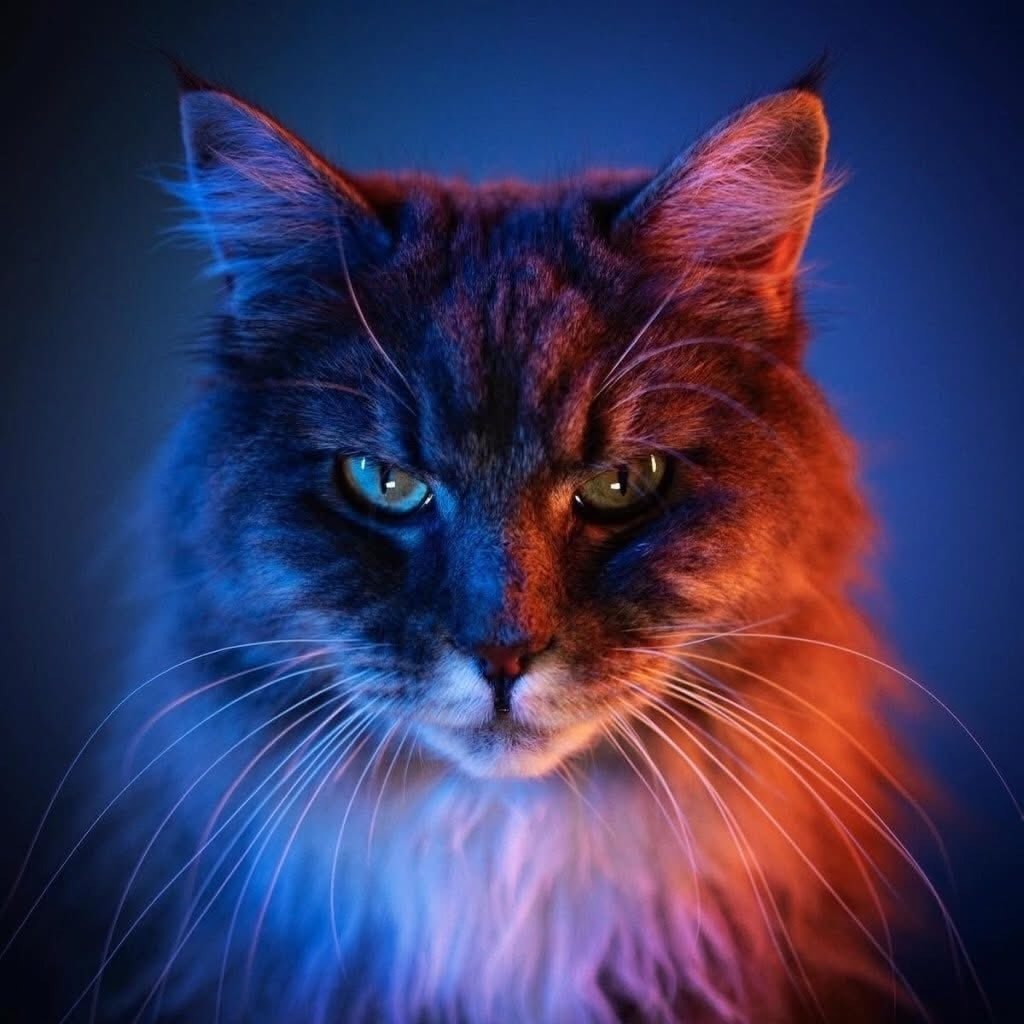 Звучит как фантастика, но это факт: Нильс — профессиональный катограф. Не фотограф, а именно ... - 3