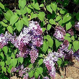 ����, �����-���������, 68 ���