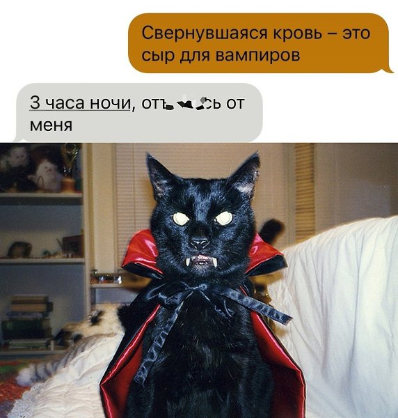 Кот вампир монк. Кот вампир. Кот вампир локи порода. Кот вампир. Злой кот.