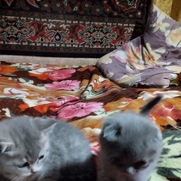 ���� �������, ����, 59 ��� - ��������� 29 ������� 2023