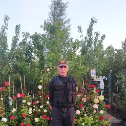 , 65, 