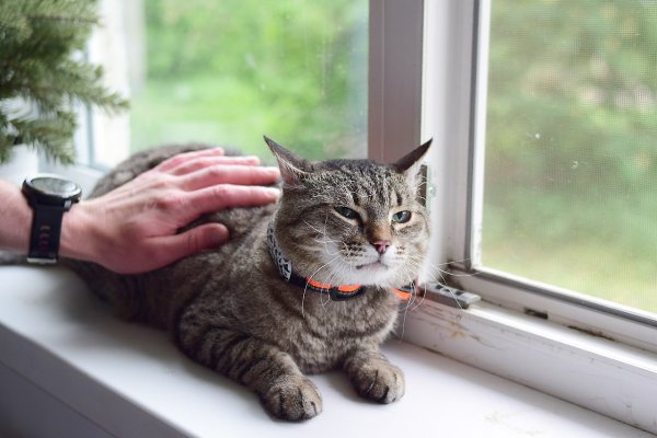 Кот не вернулся с прогулки? Теперь вы можете узнать, где он. Кот вышел на участок и пропал. Ушёл во ...