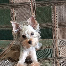 ���������, ������ 7-�, 36 ���